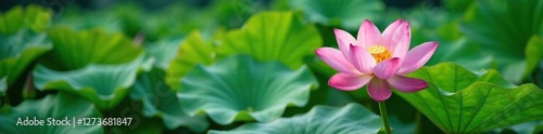 Green lotus leaves surround a central bloom in lake, green, lake lotus flowers green leaves surrounding blooms, peaceful