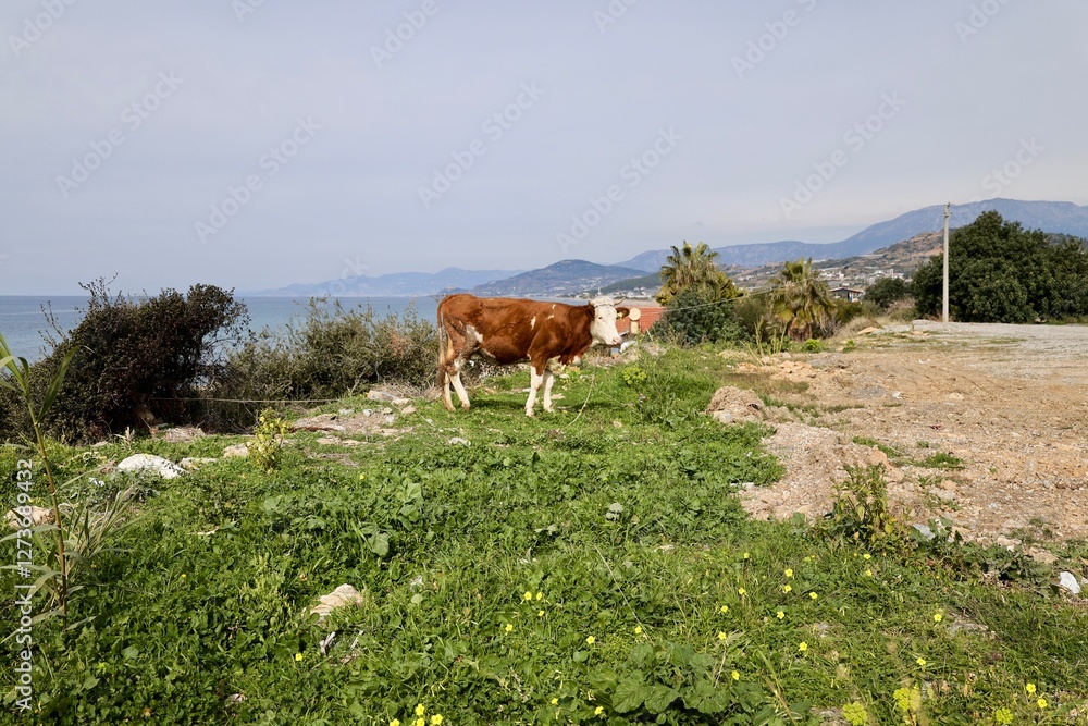 Fototapeta premium Cow grazing landscape. High quality photo