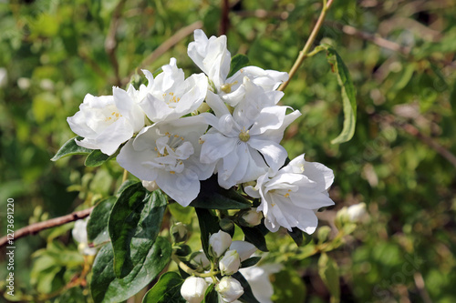 White Common Mock-orange blooms, Devon England
 photo