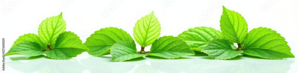 Fototapeta premium isolated green hydrangea leaves on a plain white surface with reflection, leaves, surface, isolated