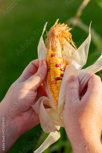 Hand opening up homegrown rainbow corn to show kernels