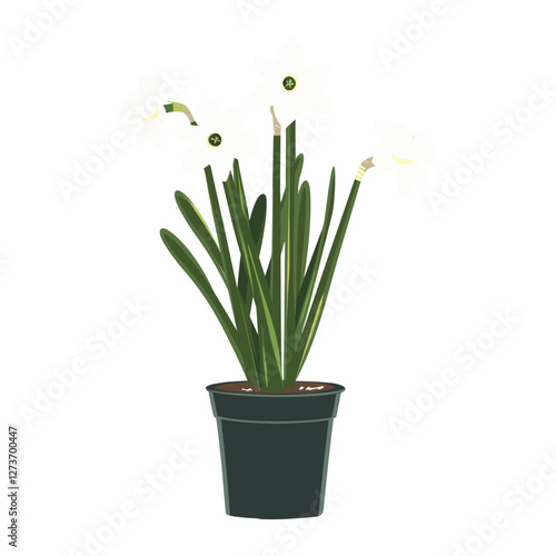 Potted plant white Daffodills illustration daffodil flowers vector