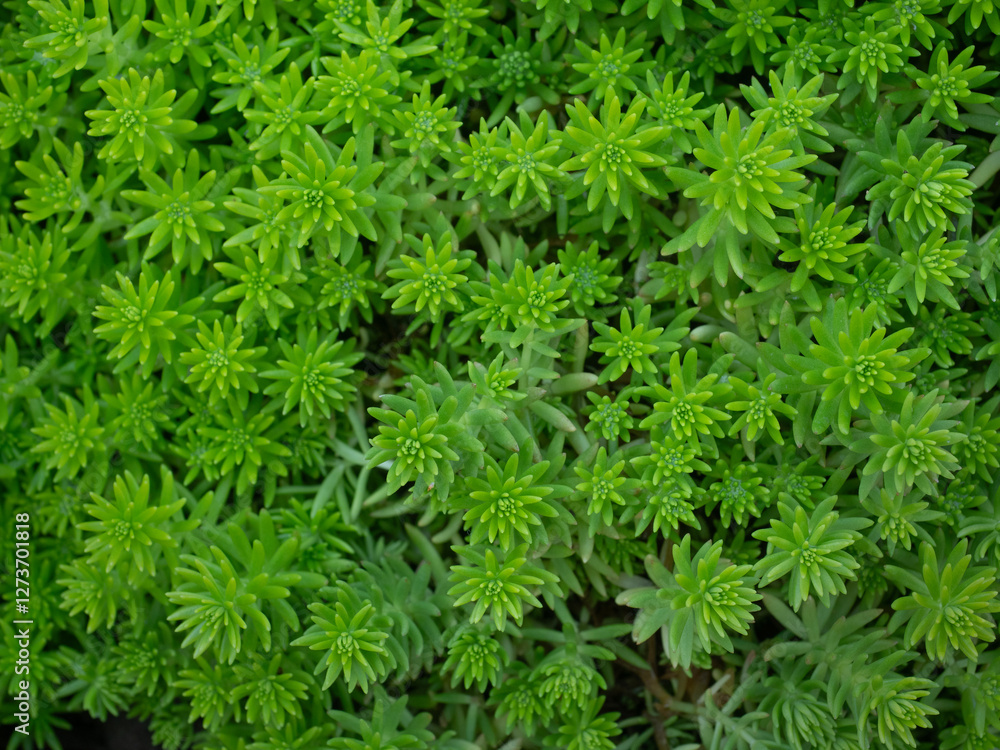 Beautiful Leaves pattern for nature Background.