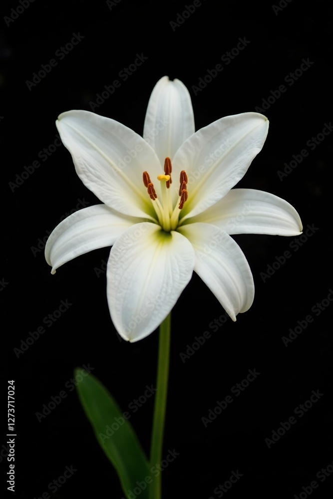 Fototapeta premium White lily isolated on a black background with a slight gradient, soothing colors, , gentle hue