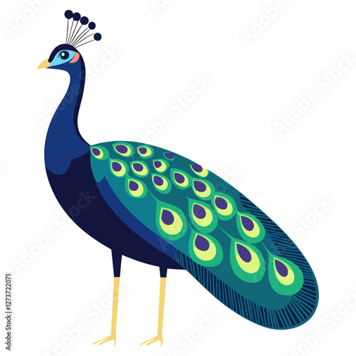 Peacock illustration bird art vector