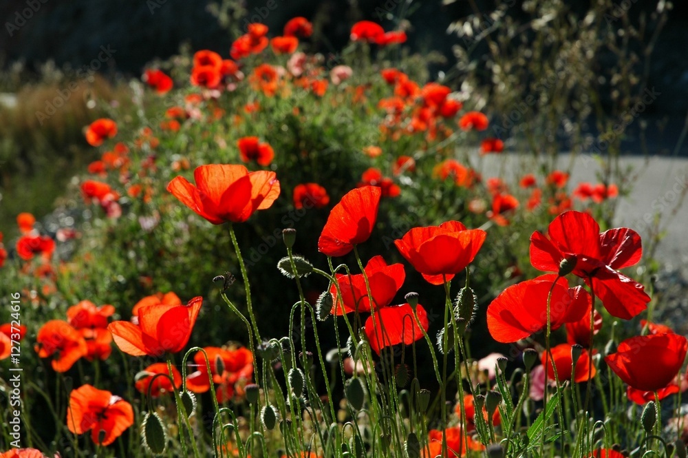 Naklejka premium Mohn-2