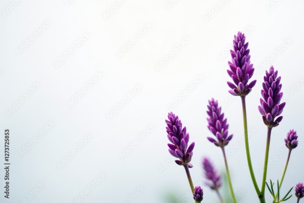 Naklejka premium Delicate purple spikes of flowers against a crisp white background, spicata, floral