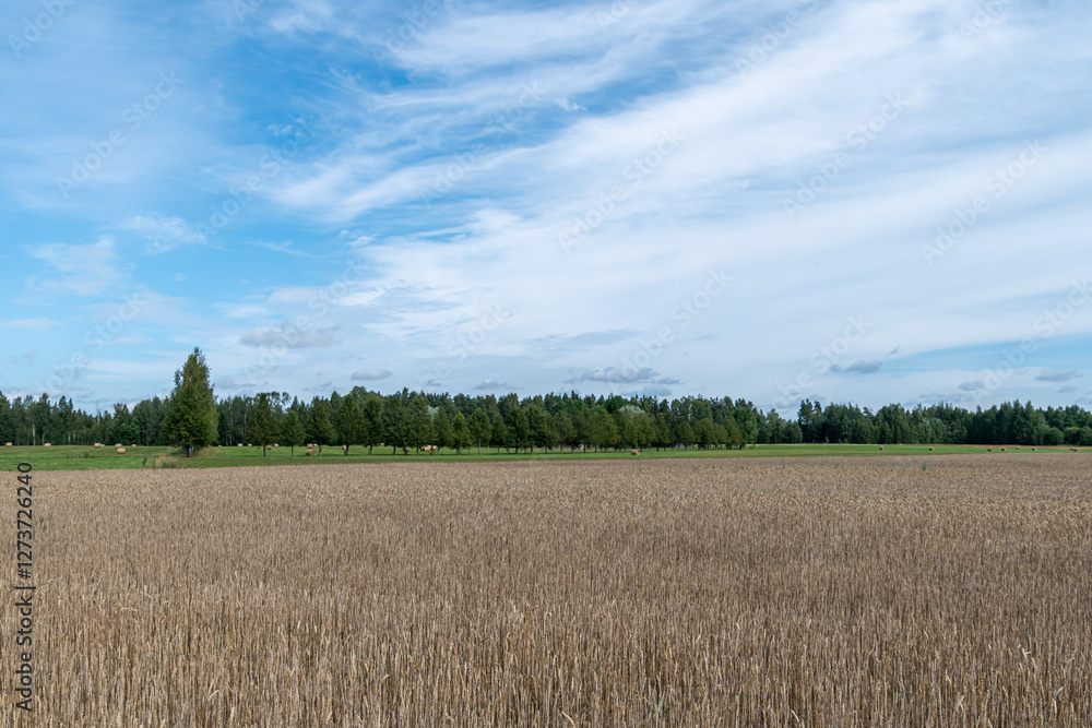 a ripe cornfield, blue sky and green meadow and trees on the horizon a ripe cornfield, blue sky and green meadow and trees on the horizon