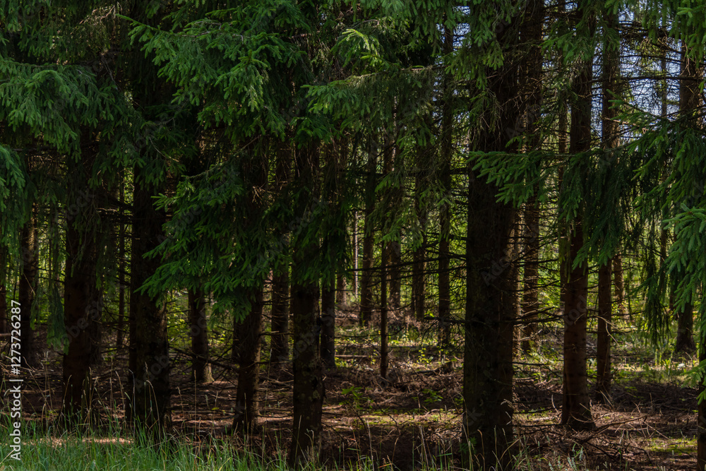 stand of large spruce trees, stout trunks and green needles stand of large spruce trees, stout trunks and green needles