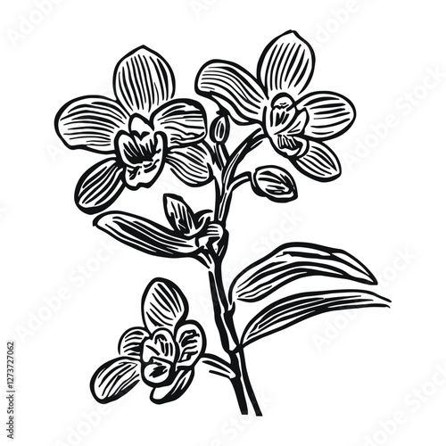 Orchid drawing art flower vector