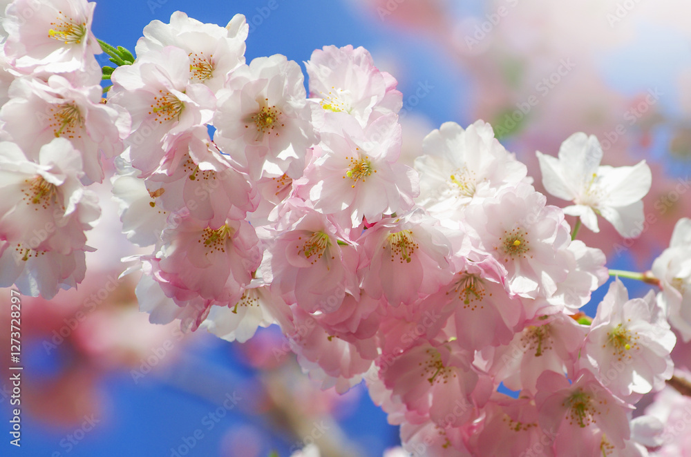 Blooming sakura with pink flowers in spring Blooming sakura with pink flowers in spring