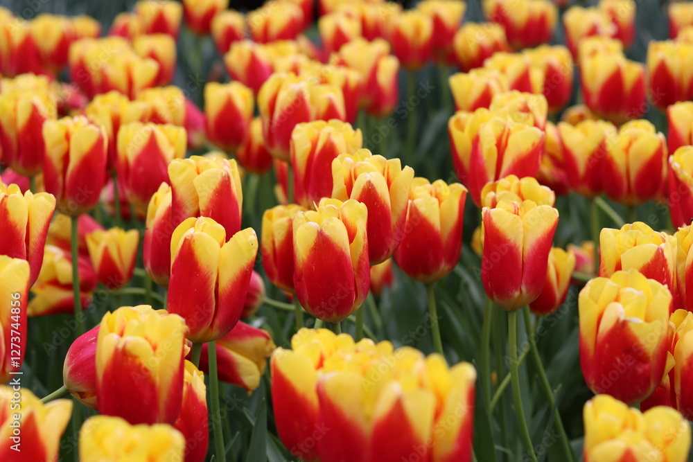 Fototapeta premium Red and yellow tulips in a spring garden