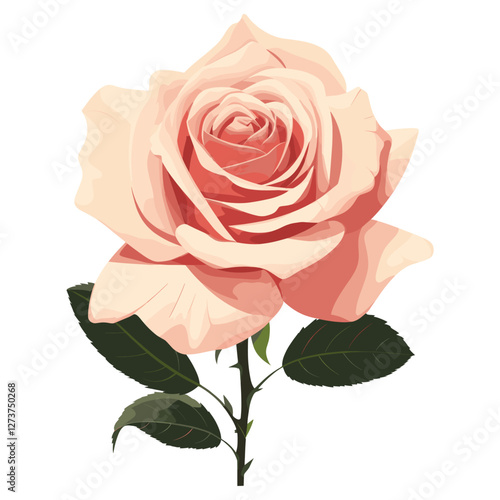 Pink rose illustration blossom flower vector