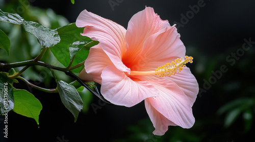 beautiful pink hibiscus flower with lush green leaves, showcasing nature elegance