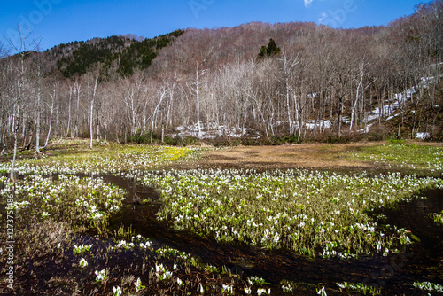 （岐阜県飛騨の自然）飛騨市　池之原湿原の水芭蕉、リュウキンカ　5月
 photo