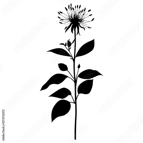 Wild flower Wild Bergamot illustration silhouette minimalist vector