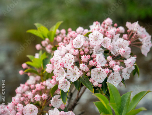 Close-up of pink blooming Mountain Laurel bush photo