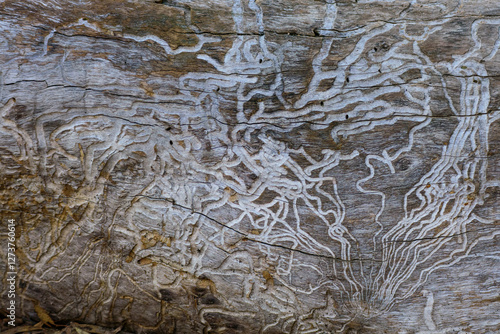 Close-up of woodworm tracks on wood