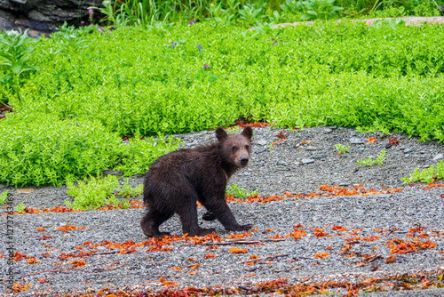 Brown bear cub in meadow photo