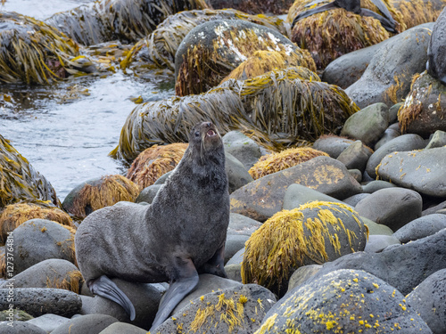 Seal on coastal rocks covered with lichen photo