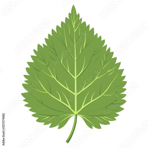 Green nettle leaf illustration plant botanical vector