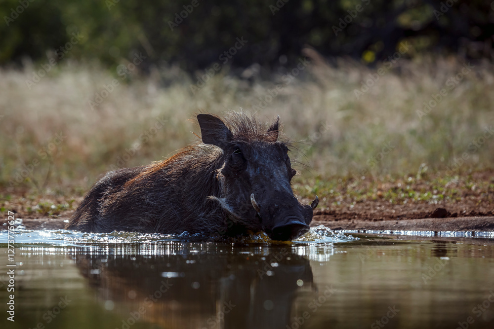 Common warthog bathing in waterhole in greater Kruger National park, South Africa ; Specie Phacochoerus africanus family of Suidae Common warthog bathing in waterhole in greater Kruger National park, South Africa ; Specie Phacochoerus africanus family of Suidae