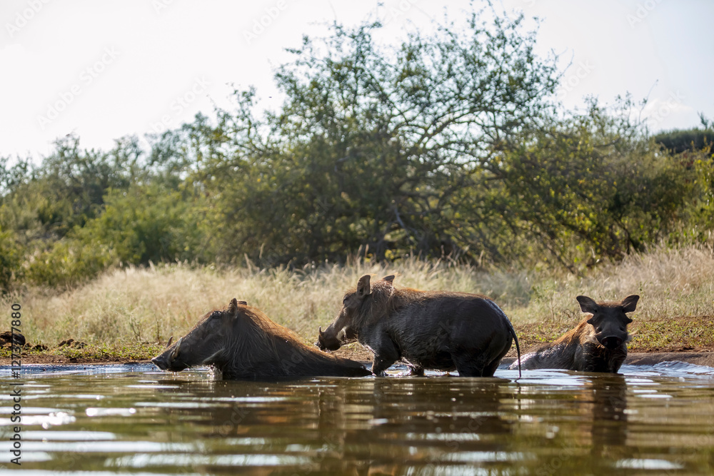 Three Common warthog bathing in waterhole in greater Kruger National park, South Africa ; Specie Phacochoerus africanus family of Suidae