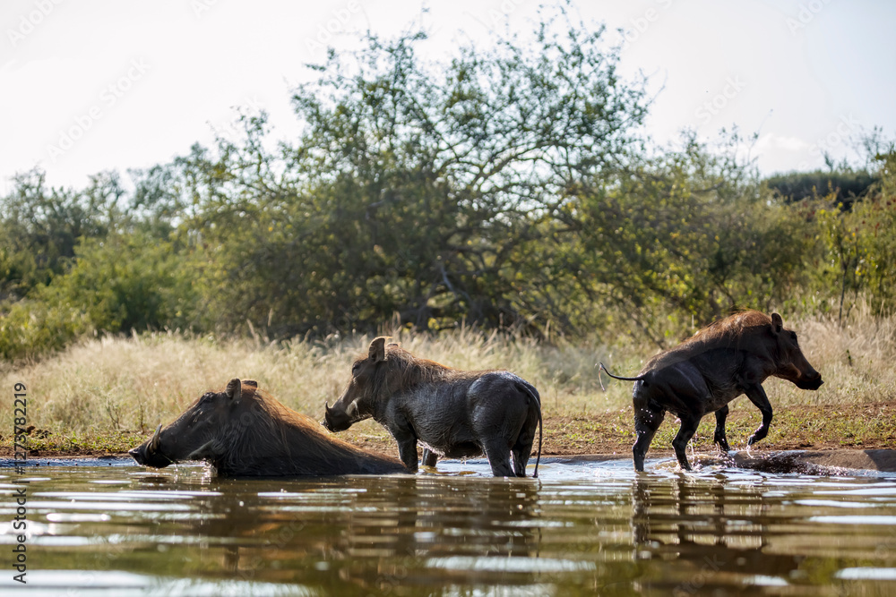 Three Common warthog bathing in waterhole in greater Kruger National park, South Africa ; Specie Phacochoerus africanus family of Suidae