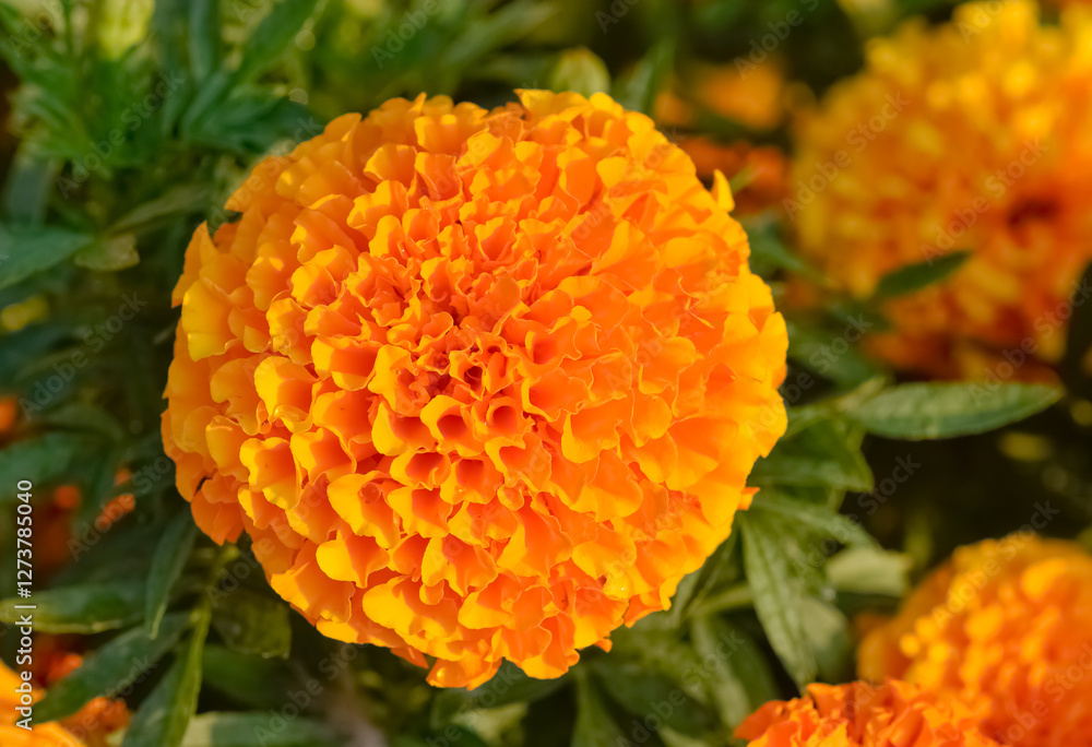 peaceful flowers and natural environment in nature peaceful flowers and natural environment in nature