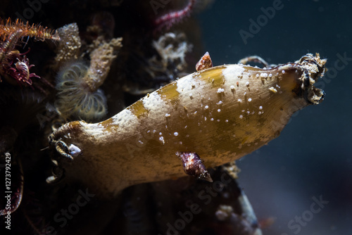 Closeup macro shot of a striped Puffadder shyshark egg or mermaid's purse (Haploblepharus edwardsii) underwater on the reef photo