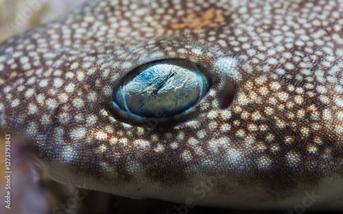 Macro closeup photo of a Puffadder shyshark (Haploblepharus edwardsii) face and eye photo