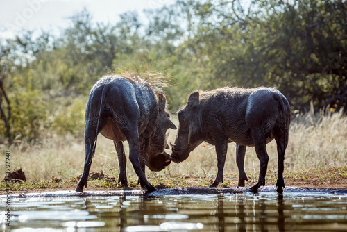 Common warthog bonding rear view along waterhole in greater Kruger National park, South Africa ; Specie Phacochoerus africanus family of Suidae photo