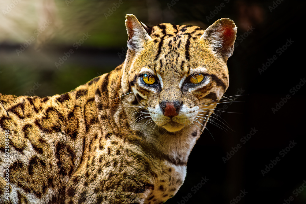 Fototapeta premium Leopardus pardalis