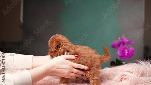 Red Toy Poodle Puppy Sitting on a Pink Fur Pillow. Cute puppy is looking at the camera. Domestic pets.