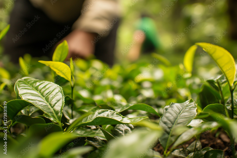 Obraz premium Photograph of a close-up view of tea leaves growing in the forest, with an out-of-focus person picking them from among other plants.