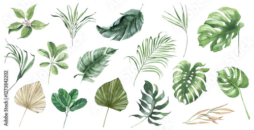 watercolor vector tropical leaves and exotic flower, monstera and palm leaf, design invitation floral background, wedding, green spring summer, Jungle leaf and flowers collection,  vector botanical