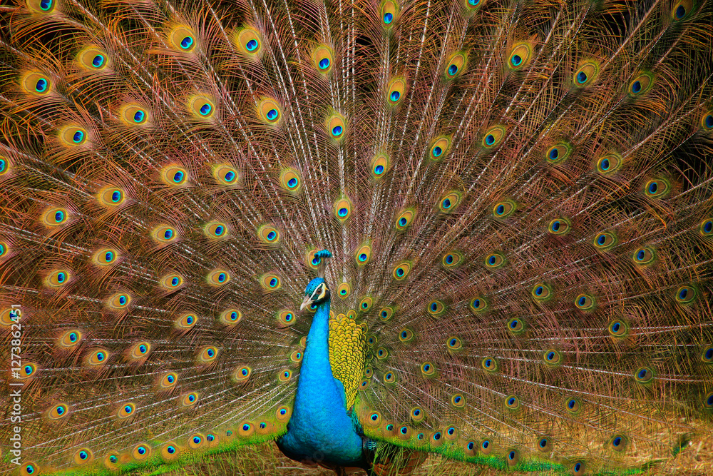 Obraz premium Blaue Pfau (Pavo cristatus) Männchen, Balzverhalten