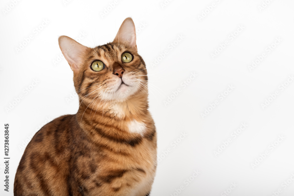 Obraz premium Studio portrait of young bengal cat looking away on white background.