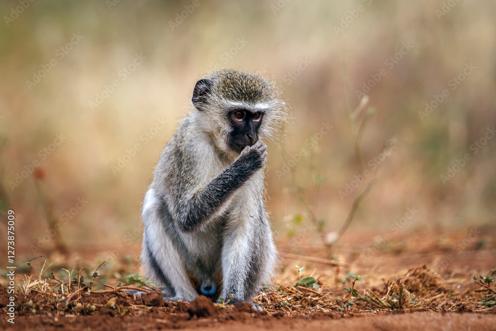 Vervet monkey eating seeds seated on a log in greater Kruger National park, South Africa ; Specie Chlorocebus pygerythrus family of Cercopithecidae Vervet monkey eating seeds seated on a log in greater Kruger National park, South Africa ; Specie Chlorocebus pygerythrus family of Cercopithecidae