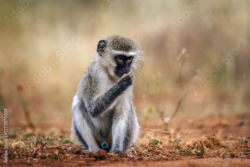 Tableau sur toile Vervet monkey eating seeds seated on a log in greater Kruger National park, Sout
