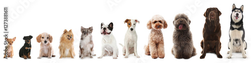 Photography Adorable dogs of different sizes in row on white background, from smallest to la