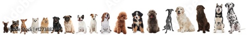 Adorable dogs of different sizes in row on white background, from smallest to largest photo