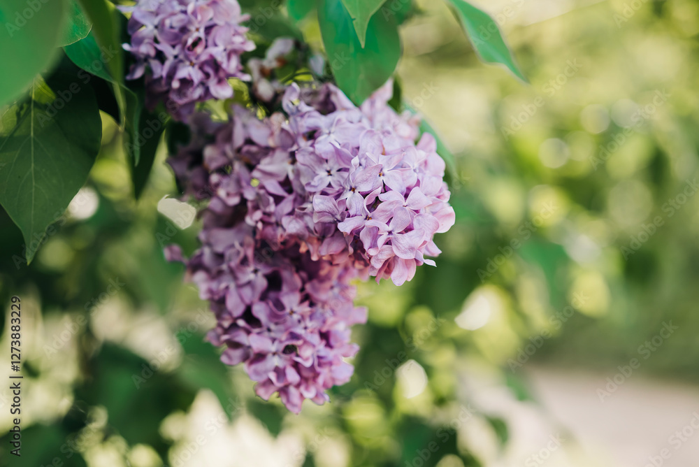 Close-up branch of blooming lilac plant in the garden backyard. Gardening flowers growing nature background Close-up branch of blooming lilac plant in the garden backyard. Gardening flowers growing nature background