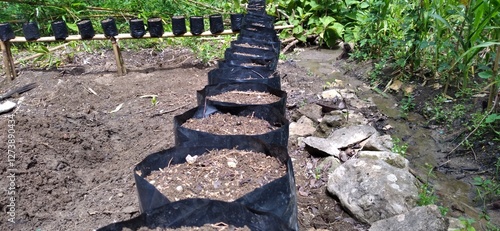 Neatly arranged rows of polybags filled with planting media, showcasing modern gardening or farming techniques. Ideal for illustrating urban farming, plant nurseries, or sustainable agriculture.