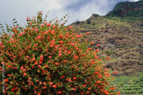 Tableau sur toile Callistemon bush called also bottlebrush at Levada do Moinho, Madeira, Portugal, Europe