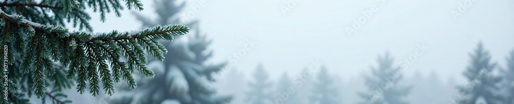 Frosty evergreen tree branches against a grey sky, frosty, landscape Frosty evergreen tree branches against a grey sky, frosty, landscape