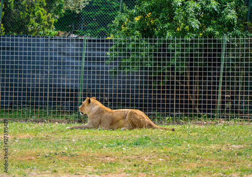 lion and lioness