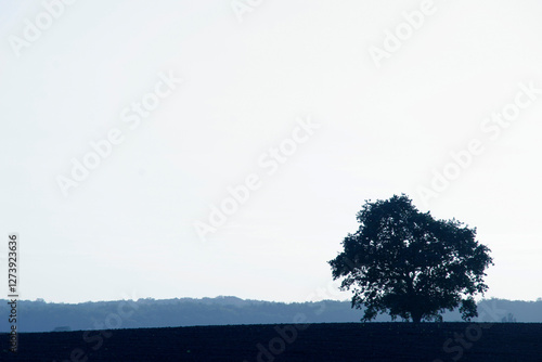 Tree on a field