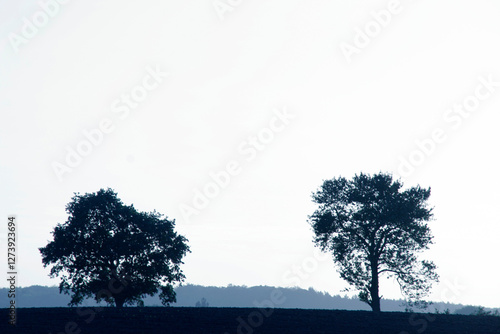 Trees on a field