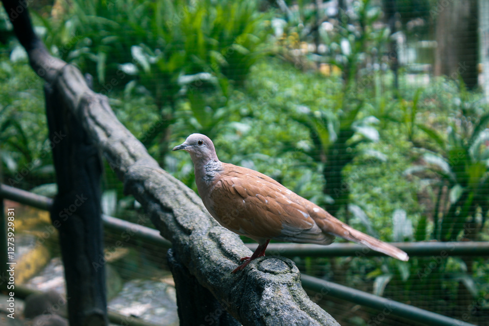 Peaceful Dove Perched on a Wooden Fence Peaceful Dove Perched on a Wooden Fence